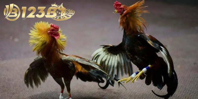 Đá Gà Tre: Giới Thiệu Và Những Điều Cần Biết Khi Chơi 3 4 loại hình được nhiều người đánh giá cao khi chơi gà tre